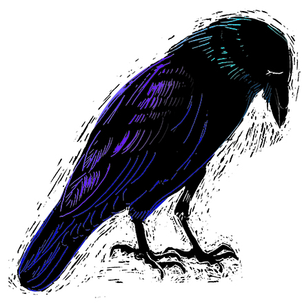 Ravens-unkindness or magicians?