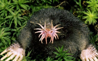 The wonder-filled star nosed mole